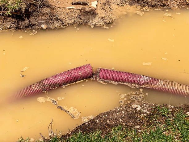 Best Mold removal after water damage  in Gonzales, TX